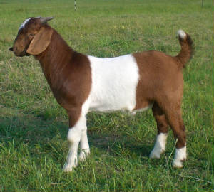 BuckBest.JPG